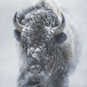 Meet your Posher, Brandi